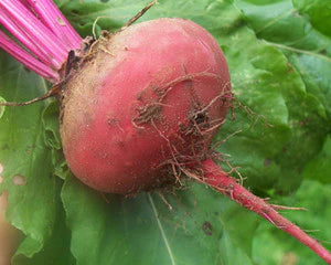 Vibrant red beet root vegetable, freshly harvested with dirt and green leaves.