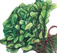 Fresh bunch of green leafy vegetables, like spinach, tied with twine. Healthy produce.