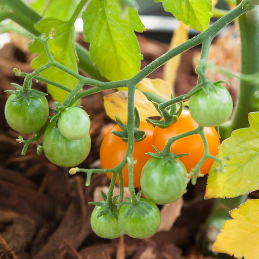 Green and orange cherry tomatoes ripening on a vine. Fresh garden produce.