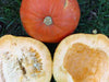 Autumn harvest: whole orange pumpkin, two yellow squash halves with seeds and pulp, on green grass.