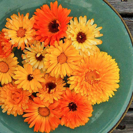 Orange and yellow calendula flowers on a green plate. Fresh, edible garden blooms, perfect for culinary use.