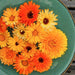 Orange and yellow calendula flowers on a green plate. Fresh, edible garden blooms, perfect for culinary use.