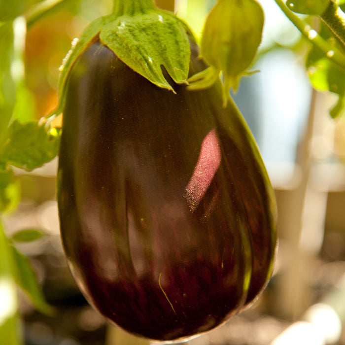 Vibrant dark purple eggplant ripening on the vine, ready for harvest in a sunny organic garden.
