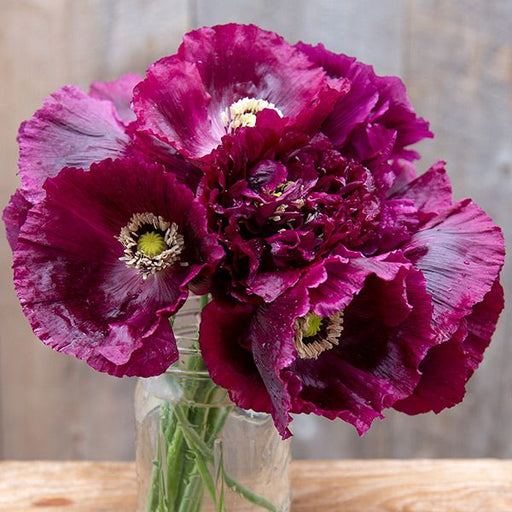 Deep plum purple poppy bouquet in a mason jar. Ruffled petals, light centers, on a rustic wooden background.