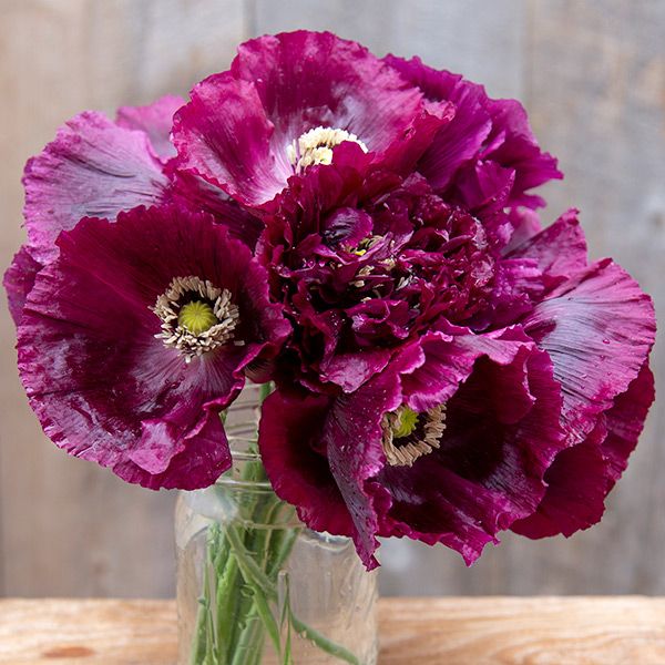 Deep plum purple poppy bouquet in a mason jar. Ruffled petals, light centers, on a rustic wooden background.