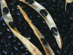 Black beans in open, dried pods and a pile of loose black beans. Healthy vegan protein.