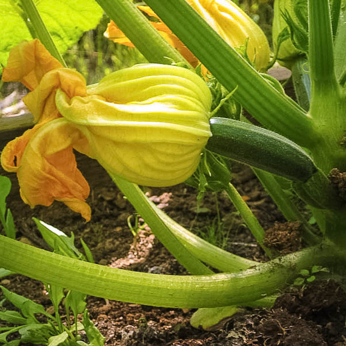 Green zucchini growing with a vibrant yellow squash blossom on a healthy plant in a garden, ready for harvest.