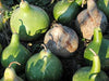 Harvested green and dried bottle gourds and round gourds. Natural fall decor, rustic crafts.