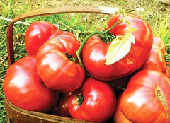 Basket filled with ripe red heirloom tomatoes and green leaves, freshly harvested from the garden.