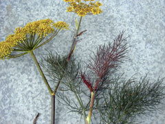 Dill plants with bright yellow flowers and feathery green & reddish leaves. Culinary herb.