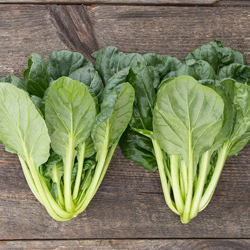 Two fresh bunches of dark green Tatsoi, an Asian leafy green vegetable, on a rustic wooden table.