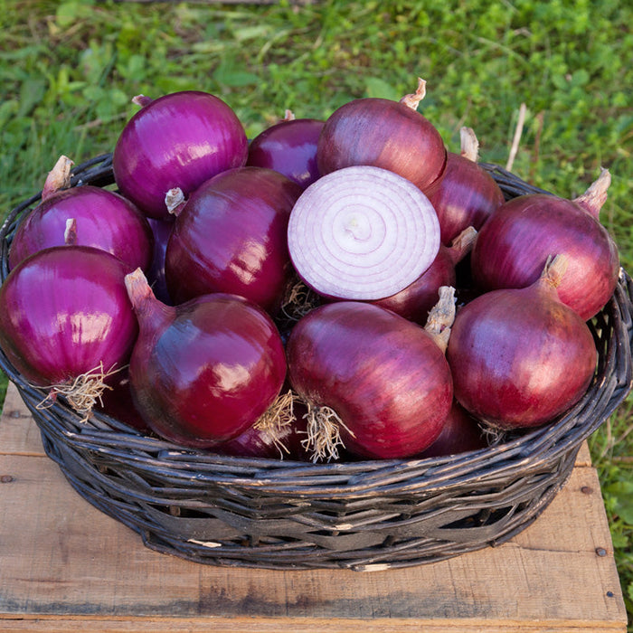 Vibrant red onions in a dark basket, one cut showing white and purple rings. Fresh garden produce.