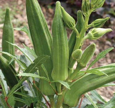Fresh green okra pods and buds growing on a healthy okra plant. Home garden vegetables ready for harvest.