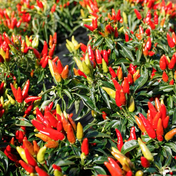 Bountiful chili pepper plants with colorful red, orange, yellow, and green hot peppers. Fresh garden harvest.