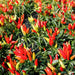 Bountiful chili pepper plants with colorful red, orange, yellow, and green hot peppers. Fresh garden harvest.