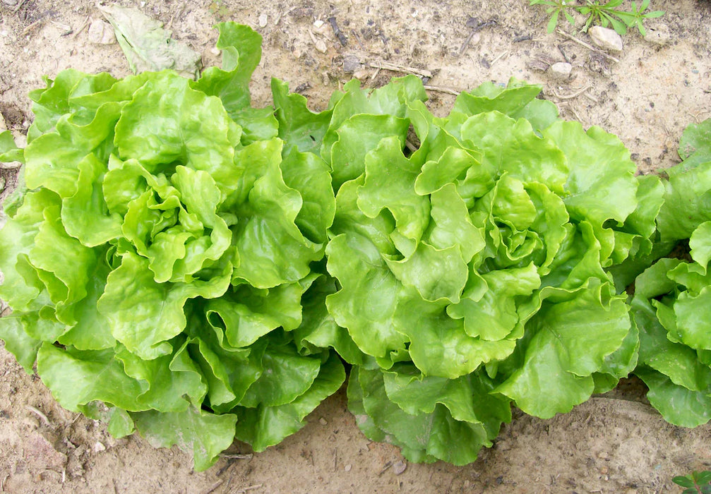 Fresh organic green lettuce growing in garden soil. Healthy vegetables for salad.