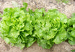 Fresh organic green lettuce growing in garden soil. Healthy vegetables for salad.