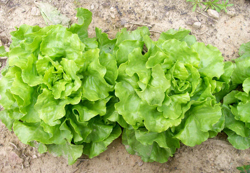 Fresh organic green lettuce growing in garden soil. Healthy vegetables for salad.
