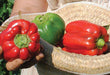 Hand holds a ripe red bell pepper; more red and green peppers are in a woven straw basket. Fresh garden harvest.