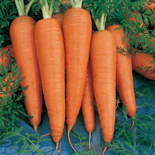 Vibrant orange carrots with green leafy tops on blue fabric. Freshly harvested, healthy root vegetables.
