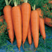 Vibrant orange carrots with green leafy tops on blue fabric. Freshly harvested, healthy root vegetables.
