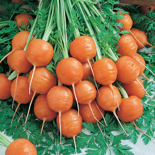 Harvest of round orange Paris Market carrots with green leafy tops. Fresh, sweet, crunchy root vegetables.