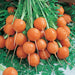 Harvest of round orange Paris Market carrots with green leafy tops. Fresh, sweet, crunchy root vegetables.