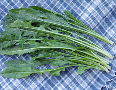 Fresh puntarelle chicory greens with serrated leaves on a blue and white plaid cloth. Healthy produce.
