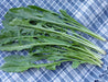 Fresh puntarelle chicory greens with serrated leaves on a blue and white plaid cloth. Healthy produce.