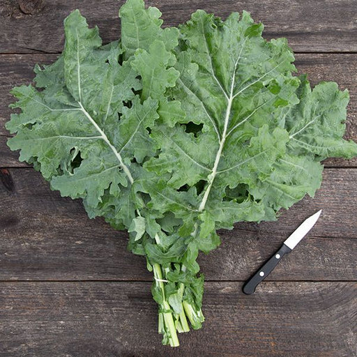 Bunch of fresh green kale with a paring knife on a rustic wooden table. Healthy leafy vegetable for cooking.