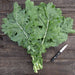 Bunch of fresh green kale with a paring knife on a rustic wooden table. Healthy leafy vegetable for cooking.