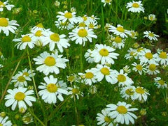Lush field of white chamomile flowers, yellow centers, green foliage. Ideal for calming herbal tea and natural wellness.