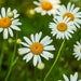Multiple white daisies with distinct yellow centers among green leaves. Field of blooming spring flowers.