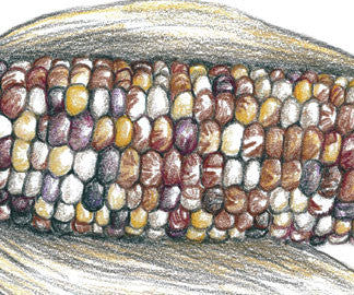 Vibrant multicolored Indian corn ear illustration with husks. Purple, yellow, red kernels. Decorative fall harvest.