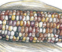 Vibrant multicolored Indian corn ear illustration with husks. Purple, yellow, red kernels. Decorative fall harvest.