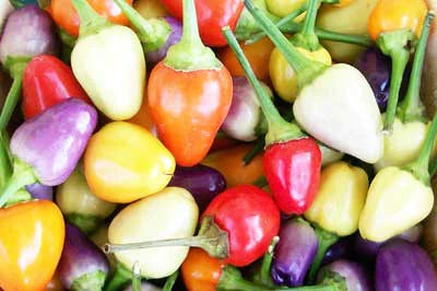 Vibrant assortment of small red, orange, yellow, white, and purple peppers with green stems, fresh harvest.