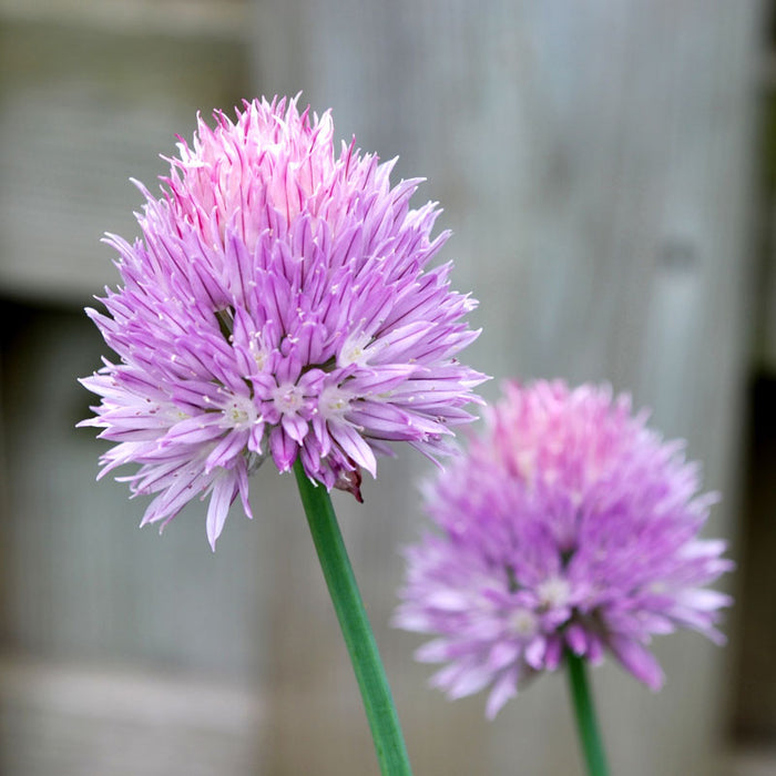 Close-up of two vibrant purple chive flowers with green stems, blooming in a garden. Edible herb blossoms.