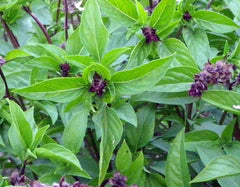 Fresh Thai basil plant with vibrant green leaves and dark purple flower spikes, an aromatic culinary herb.