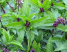 Fresh Thai basil plant with vibrant green leaves and dark purple flower spikes, an aromatic culinary herb.