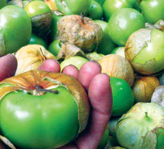 Hand holding a large, peeled green tomatillo amidst a pile of fresh tomatillos, some with papery husks.