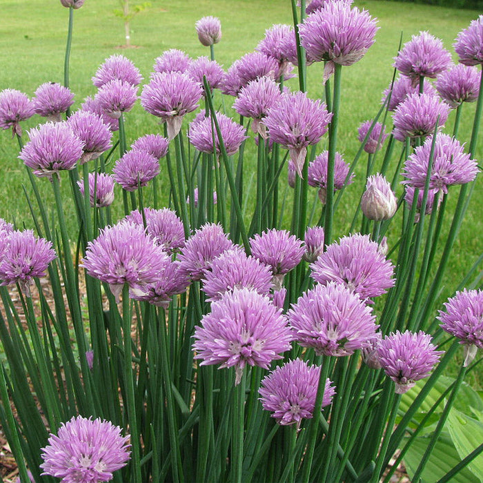 Vibrant purple chive flowers with green stems in a sunny herb garden. Edible allium blooms.