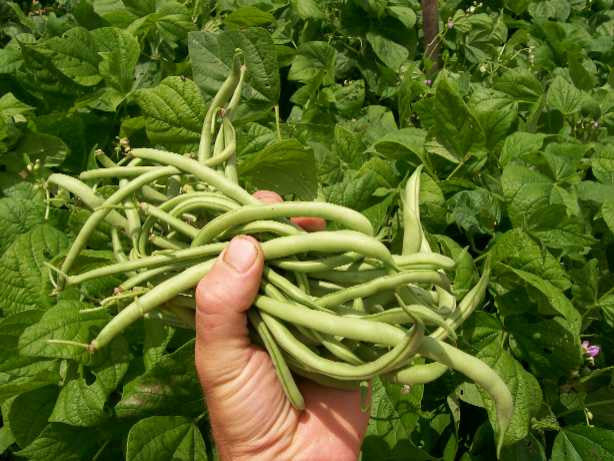 Hand holding fresh green beans from a garden harvest. Organic vegetables, healthy produce.