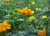 Orange and yellow marigold flowers blooming in a vibrant garden.
