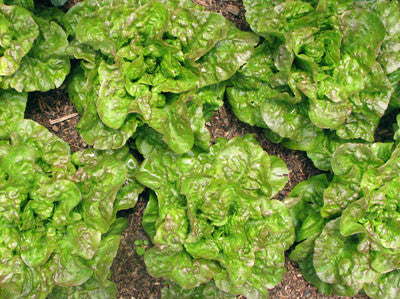 Lush green and red-tinged loose-leaf lettuce growing in a garden. Fresh, healthy, organic produce.