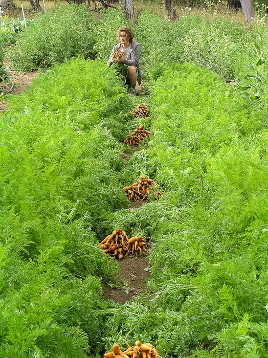 Woman harvesting fresh organic carrots in a vibrant garden, with piles of orange root vegetables lining the path.