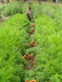 Woman harvesting fresh organic carrots in a vibrant garden, with piles of orange root vegetables lining the path.