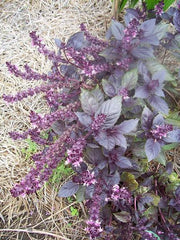 Dark Opal purple basil plant with deep violet leaves and tall lavender flower spikes in a mulched garden.