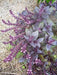Dark Opal purple basil plant with deep violet leaves and tall lavender flower spikes in a mulched garden.