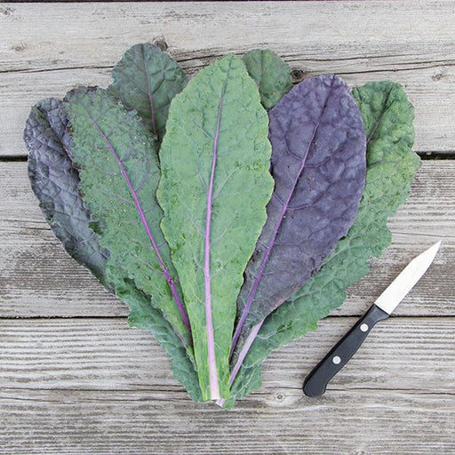 Vibrant green and purple kale leaves, freshly harvested, beside a paring knife on weathered wood.