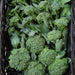 Fresh green broccoli florets and leaves in a brown woven basket. Organic, healthy vegetables.